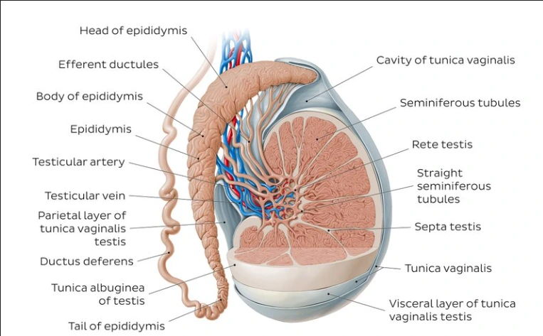 testis